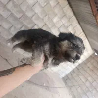 توله سگ خوشکل ذات دار