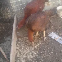 مرغ وخروس لاری|حیوانات مزرعه|مریوان, |دیوار