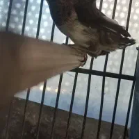 فنچ‌بنگالی|پرنده|گرگان, |دیوار