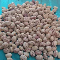 فروش لوبیا چیتی و لوبیا قرمز ،عدس و گردو بادام
