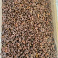 کشمش افتابی محمدکاشمری|عمده‌فروشی|تهران, کرمان|دیوار