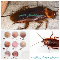 سمپاشی سوسک وساس و. با ضمانت نامه کتبی سم پاشی