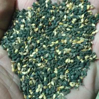 کنجدسیاه و سفید موجود هست|عمدهفروشی|اصلاندوز, |دیوار