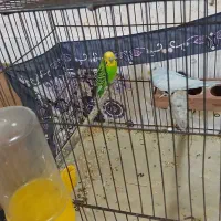 یک جفت مرغ عشق خوش رنگ|پرنده|قم, شهرک فاطمیه|دیوار