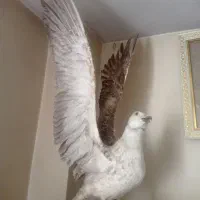 تابلو نقاشی دیواری|تابلو، نقاشی، عکس|تهران, هروی|دیوار