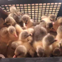 جوجه غاز درشت  اکراین و لیندا دو رگ سرحال