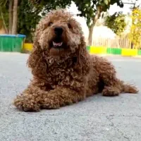 پودل توی نر رد فوق کیفیت|سگ|تهران, الهیه|دیوار