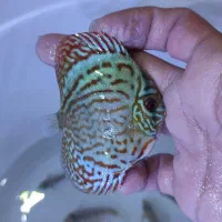 دیسکس گرید A