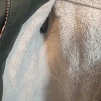 کاپشن H&M|لباس|گلبهار, شهر جدید گلبهار|دیوار