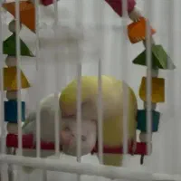 کوتوله برزیلی