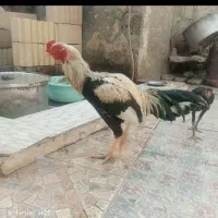 مرغ|حیوانات مزرعه|سراوان, |دیوار