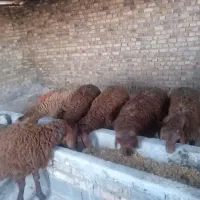 تعداد ۵عدد بره نر افشاری درجه یک