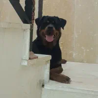 سگ روتوایلر