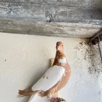 کبوتر پلنگ افغانی|پرنده|سبزوار, ابوریحان|دیوار