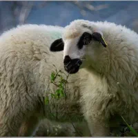 بره نرینه قلم آبی گوسفند