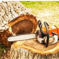 خریدچوب بصورت نقدی