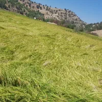 زمین برنجکاری