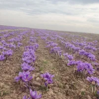 پیش فروش پیاز زعفران