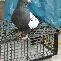 سینه سیاه