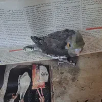 عروس هلندی|پرنده|کاشمر, |دیوار