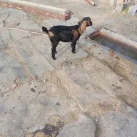 بزغاله شیر خور