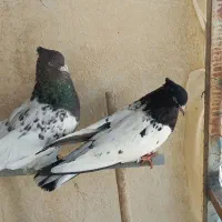 کبوتر کله ای پشتار طوقی