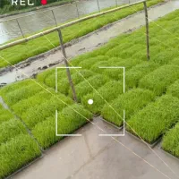 بانک نشا نشا دستی