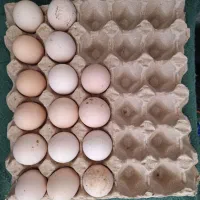 فروش تخم مرغ لاری نطفه دار