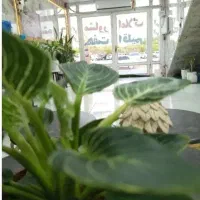 فروش واحدفازهفت