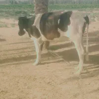 گاو|حیوانات مزرعه|میرجاوه, |دیوار