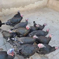 فروش تخم بوقلمون نطفه داردرلنجان