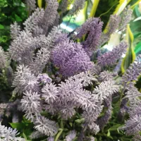 بوته برگ ، وارداتی، فلاور باکس