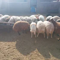 بره