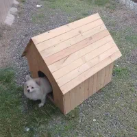 ۳ عدد لانه سگ به صورت یکجا