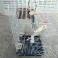 یک جفت عروس هلندی