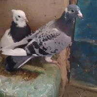 کفتر
