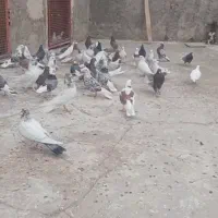 سلام جوفتی 800