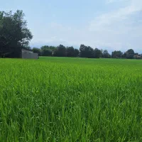 فروش ۵ هزار متر شالیزار در منطقه شفت