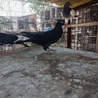 کبوتر|پرنده|قزوین, |دیوار