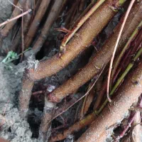 نهال بادام دیرگل مناسب مناطق سردسیر