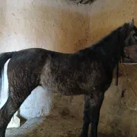 اسب|اسب و تجهیزات اسبسواری|تخت سلیمان, |دیوار