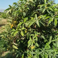 فروش ۳ هکتار باغ و زمین و سالن پرورش قارچ