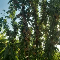 نهالستان اطمینان(محجوب)|خدمات باغبانی و درختکاری|تبریز, |دیوار