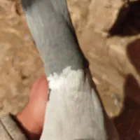 کبوتر|پرنده|دشتابی, |دیوار