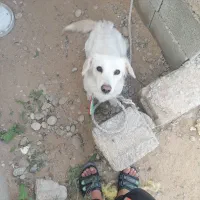 بوجی|سگ|آبپخش, |دیوار