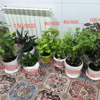 گل طبیعی|گل و گیاه طبیعی|بانه, |دیوار