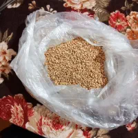 گندم بذری اراز ۱۲تن