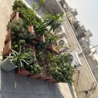 تعدادی گلدان مناسب حیاط یا روف گاردن|گل و گیاه طبیعی|ری, سرتخت|دیوار