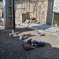 کبوتر|پرنده|مشهد, حسین‌آباد|دیوار