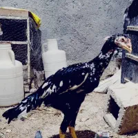 تعدادی جوجه لاری